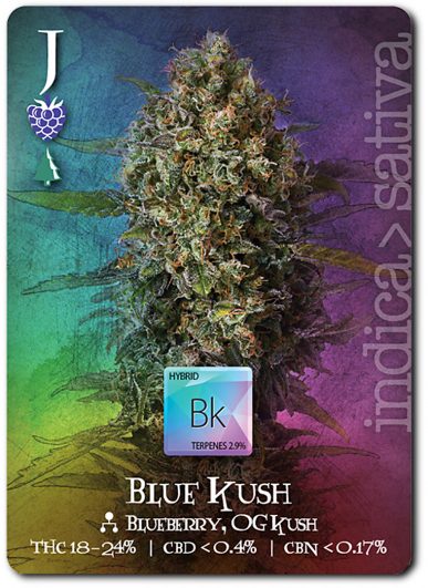 BlueKushCard